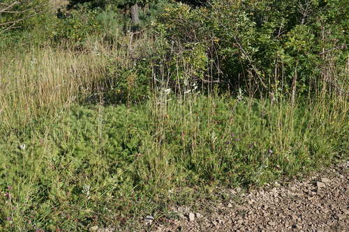 Euphorbia cyparissias (cypress spurge)