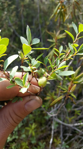 Vaccinium uliginosum (bog bilberry)