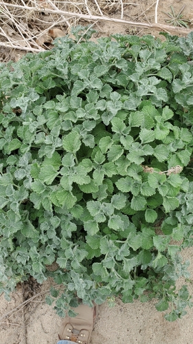 Marrubium vulgare (White Horehound)