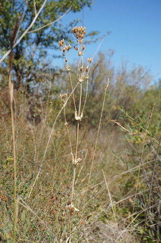 Blackstonia perfoliata (Yellow-wort)