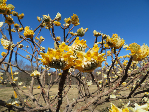 Edgeworthia chrysantha (edgeworthia, paperbush) (alternate view 10)