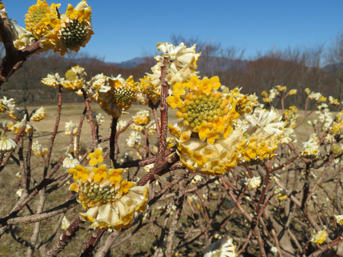 Edgeworthia chrysantha (edgeworthia, paperbush) (alternate view 11)