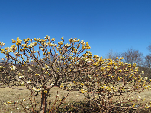 Edgeworthia chrysantha (edgeworthia, paperbush) (alternate view 12)