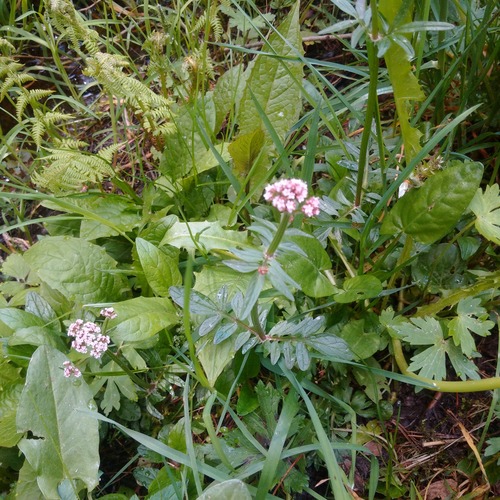 Valeriana dioica (Marsh Valerian)
