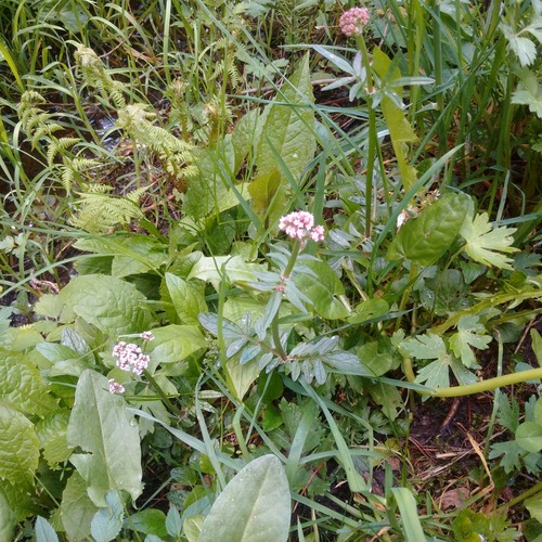 Valeriana dioica (Marsh Valerian)
