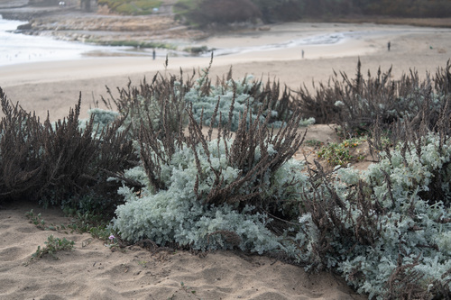 Artemisia pycnocephala (coastal sagewort) (alternate view 5)