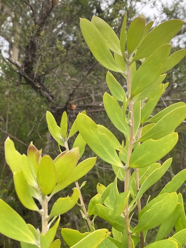 Persoonia lanceolata (Lance-leaf Geebung) (alternate view 2)