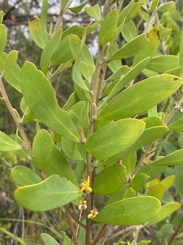 Persoonia lanceolata (Lance-leaf Geebung) (alternate view 3)