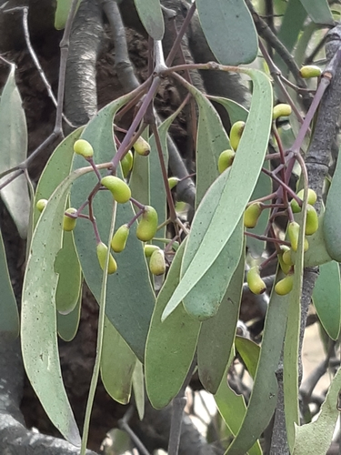 Muellerina eucalyptoides (creeping mistletoe) (alternate view 5)