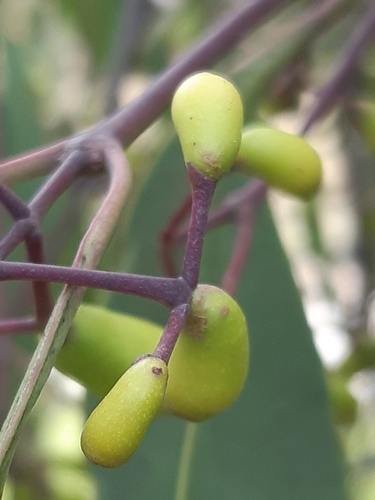 Muellerina eucalyptoides (creeping mistletoe) (alternate view 6)