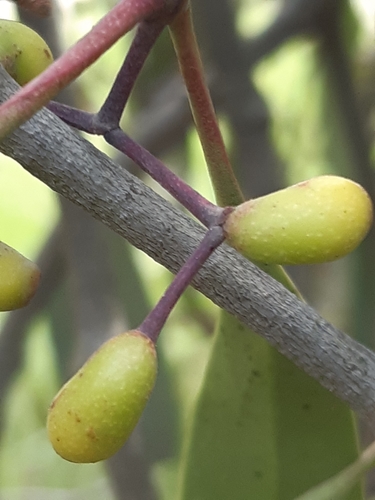 Muellerina eucalyptoides (creeping mistletoe) (alternate view 7)