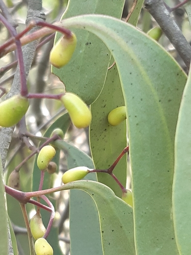 Muellerina eucalyptoides (creeping mistletoe) (alternate view 8)