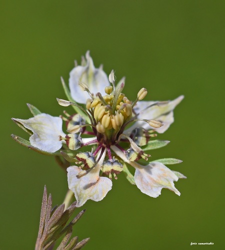 Nigella (Love-in-a-mist) (alternate view 7)