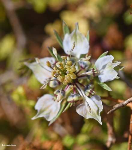 Nigella (Love-in-a-mist) (alternate view 8)