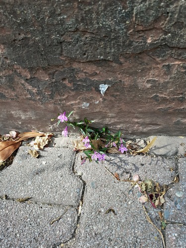 Lobelia erinus (bedding lobelia) (alternate view 5)