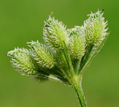Torilis japonica (upright hedge-parsley)