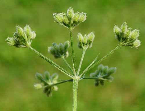 Torilis japonica (upright hedge-parsley)