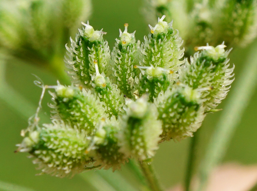 Torilis japonica (upright hedge-parsley)