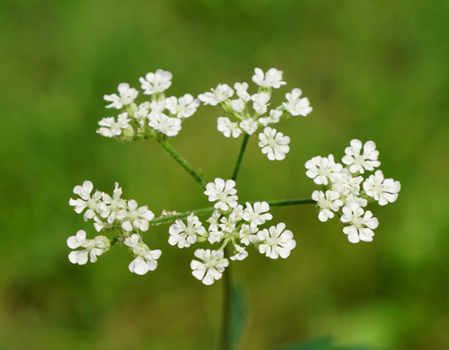 Torilis japonica (upright hedge-parsley)