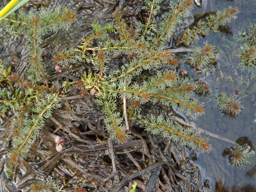 Myriophyllum (Milfoils) (alternate view 4)