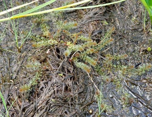 Myriophyllum (Milfoils) (alternate view 5)