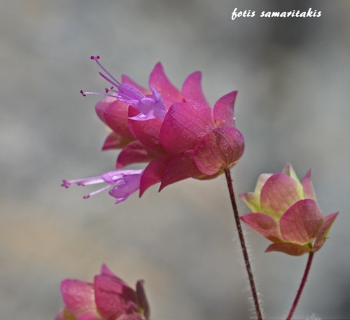 Origanum dictamnus (dittany of Crete) (alternate view 8)