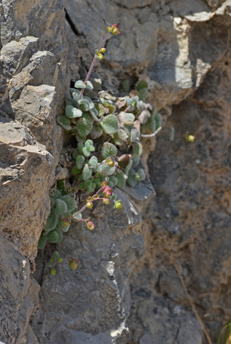 Origanum dictamnus (dittany of Crete) (alternate view 9)