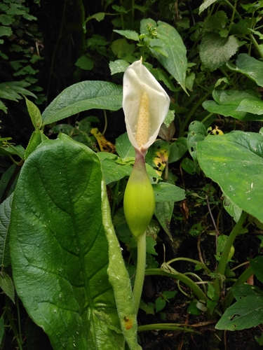 Xanthosoma (alternate view 6)
