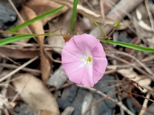 Polymeria calycina (slender bindweed) (alternate view 3)