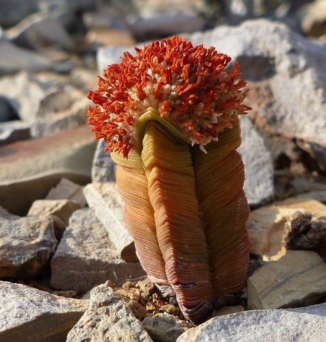 Crassula (Stonecrops)