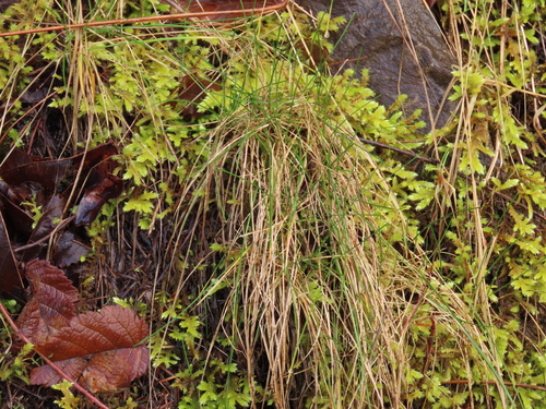 Festuca rubra (Red Fescue)