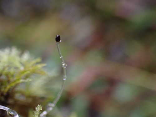 Lophocolea bidentata (Bifid Crestwort)