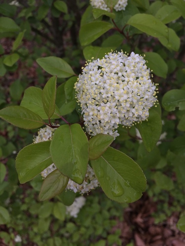 Viburnum prunifolium (Blackhaw)