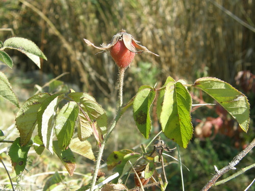Rosa gallica (French rose) (alternate view 3)