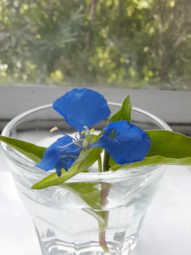 Commelina cyanea (scurvy weed) (alternate view 8)