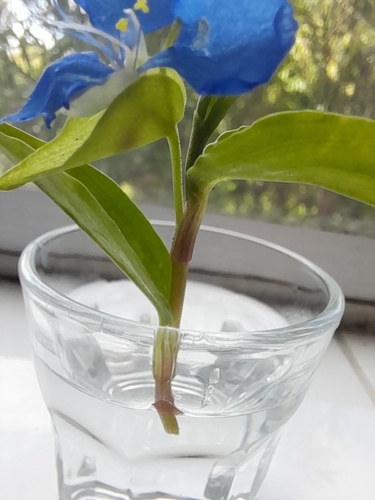 Commelina cyanea (scurvy weed) (alternate view 9)