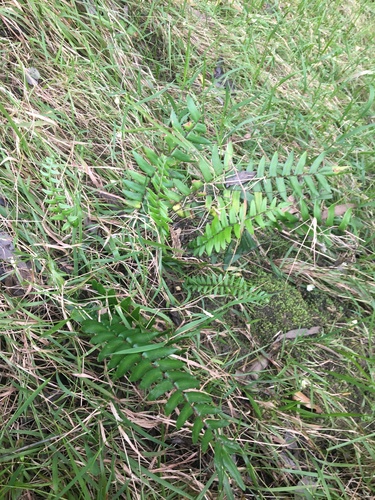 Pellaea falcata (Sickle Fern) (alternate view 9)
