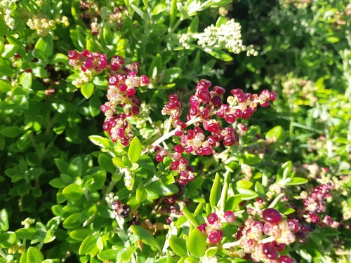 Rhagodia candolleana (Seaberry Saltbush) (alternate view 3)