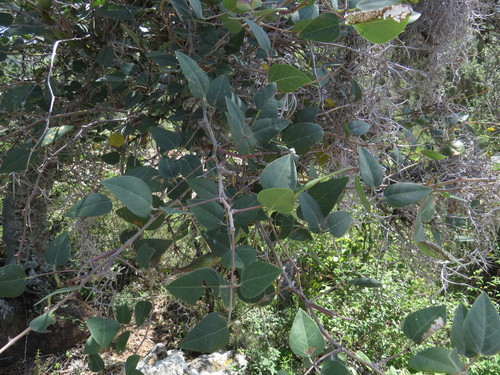 Erythrina (Coral trees) (alternate view 3)