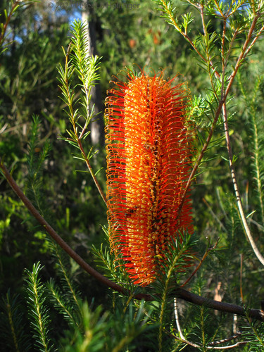 Banksia ericifolia (Heath-leaved banksia) (alternate view 8)