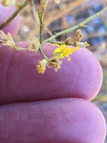 Gutierrezia sarothrae (Broom Snakeweed) (alternate view 10)