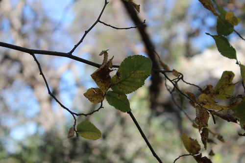 Ulmus crassifolia (Cedar Elm)
