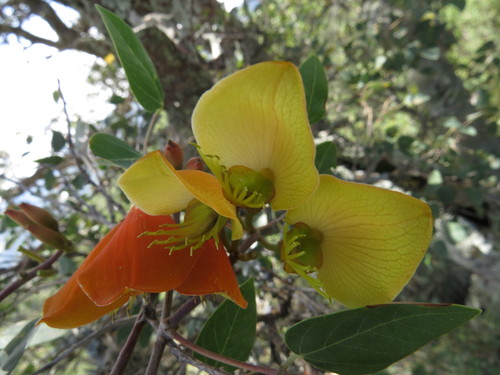 Erythrina (Coral trees) (alternate view 4)