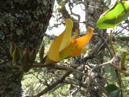 Erythrina (Coral trees) (alternate view 5)
