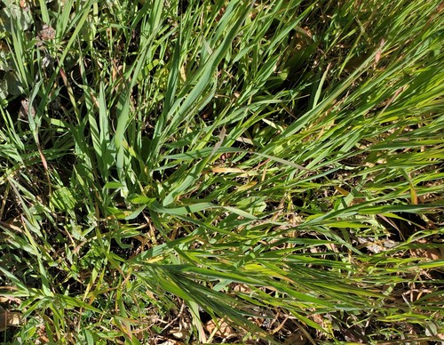 Bromus diandrus (great brome) (alternate view 8)