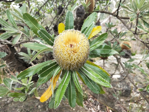 Banksia serrata (Old man banksia) (alternate view 6)