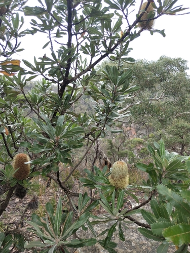 Banksia serrata (Old man banksia) (alternate view 7)