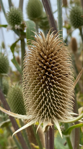 Dipsacus sativus (fuller's teasel) (alternate view 6)