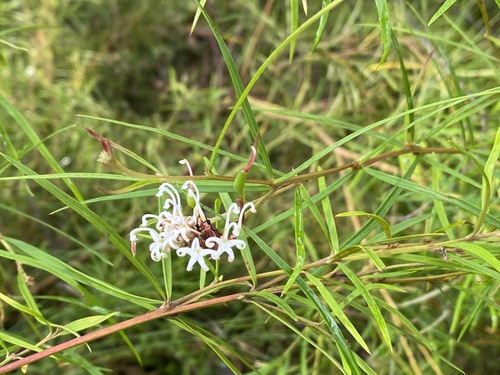 Grevillea linearifolia (White Spider Flower) (alternate view 5)