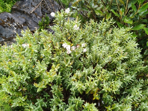Veronica topiaria (Topiary Hebe)